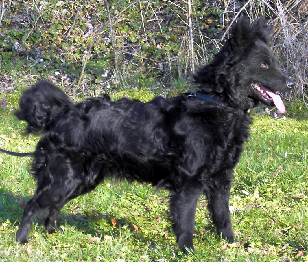 12 Rare Breeds Of Dog You've Probably Never Heard Of - Chelsea Dogs Blog