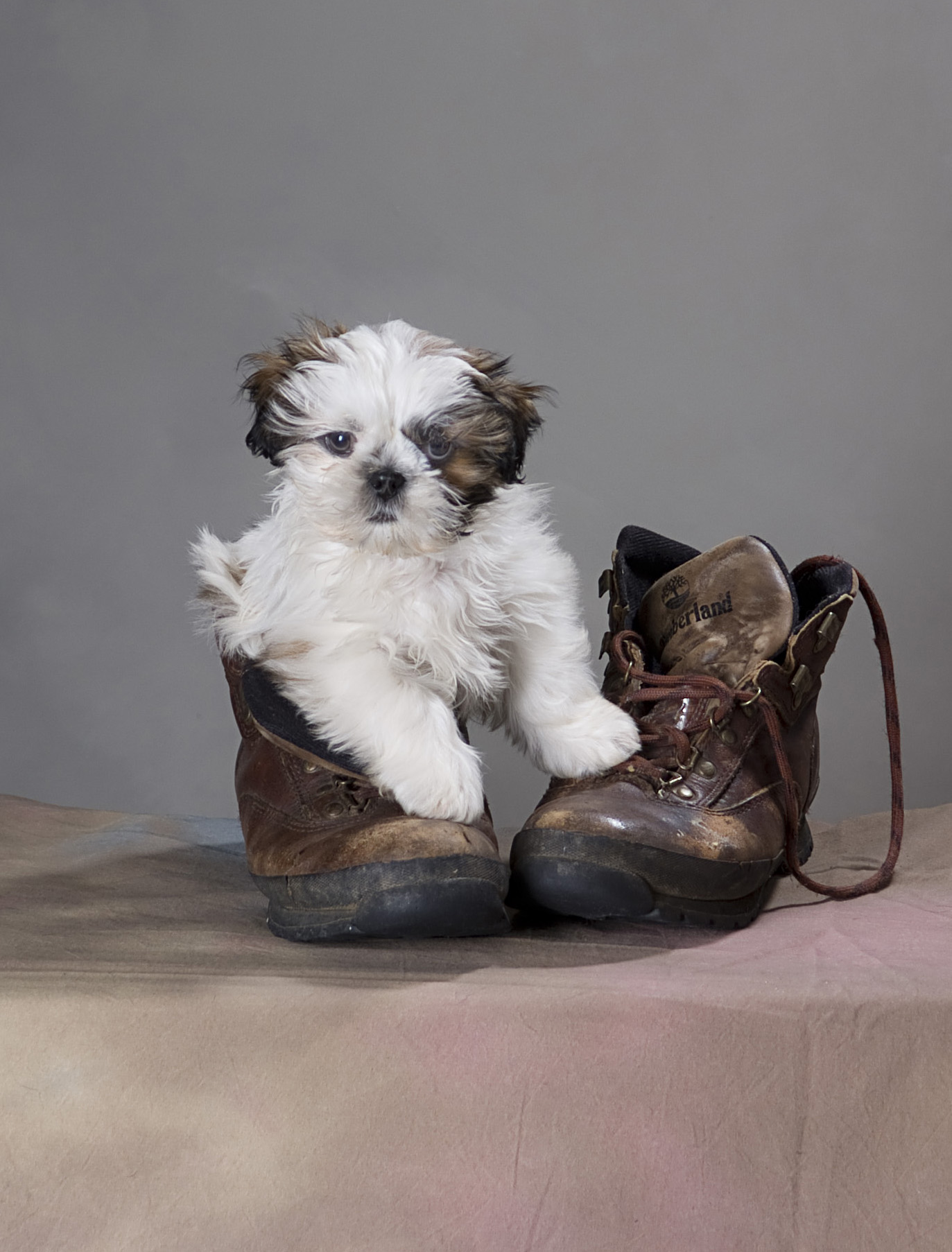 Top 10 Dog Breeds With Little To No Shedding Chelsea Dogs Blog