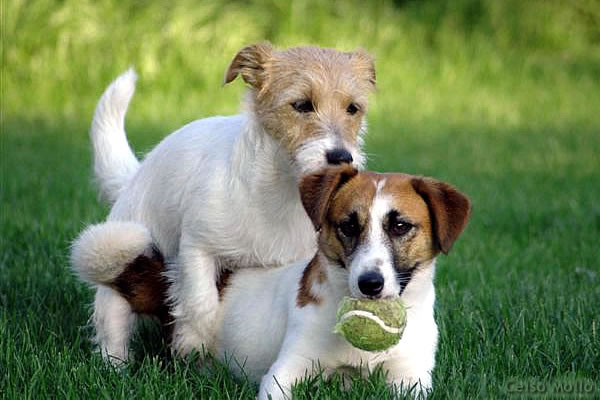 how do male dogs masturbate Mountable Hands Free Male Masturbator – Queer In The World: The Shop main image 1