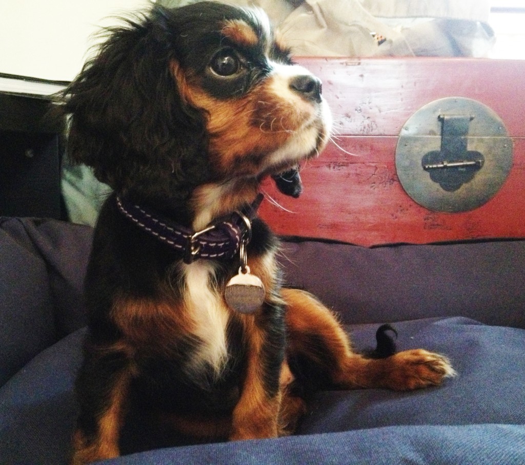 Best collar for cavalier king charles spaniel hotsell