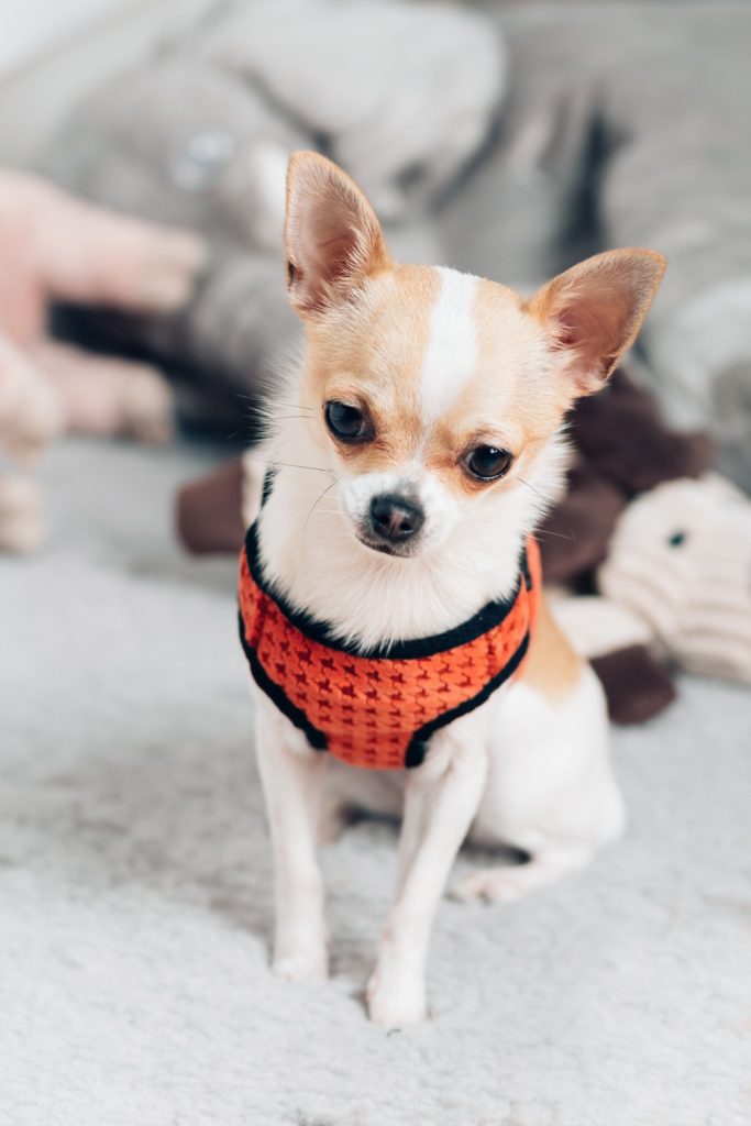 Chihuahua Harness Harnesses For Chihuahuas Chelsea Dogs Blog