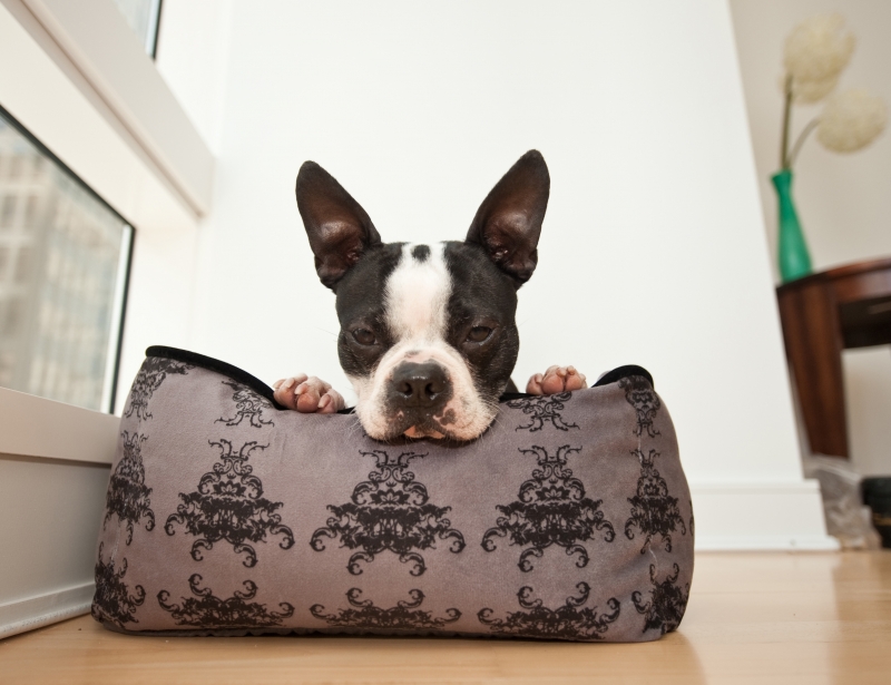 Designer Velvet Dog Beds Chelsea Dogs Blog