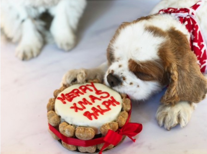 Delicious Christmas Cakes For Dogs Chelsea Dogs Blog