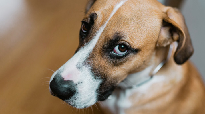 How Dogs Have Evolved To Use Eye Contact To Connect With Humans ...