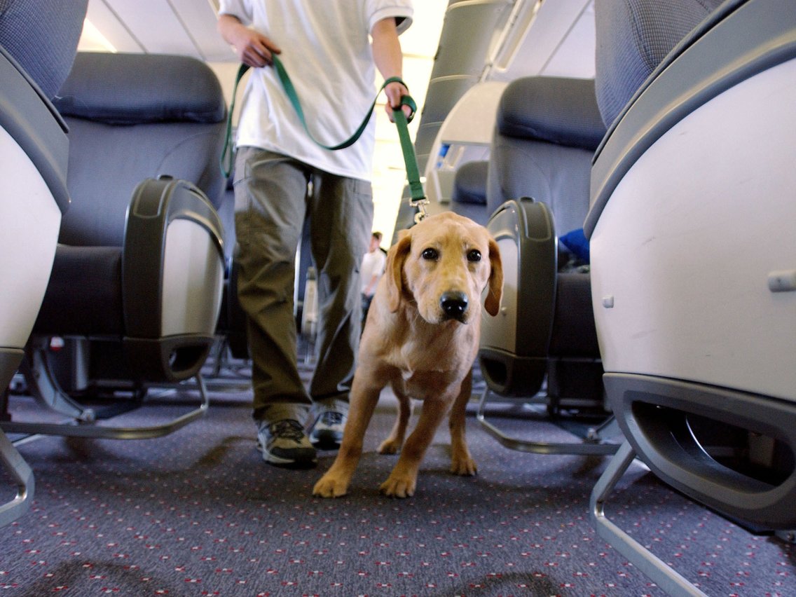 Top flights that allow dogs Factory Sale