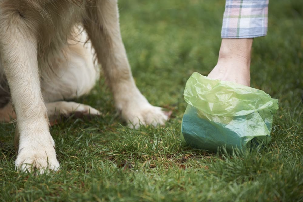 Why is it so important to pick up your dogs poo? Chelsea Dogs Blog