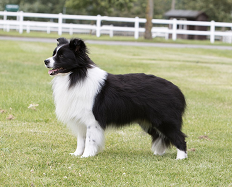 Breed overview the Border Collie - Chelsea Dogs Blog